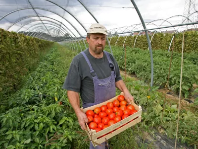 - 10.09.2015 - Ivan Bučar, inženir kmetijstva - kmet &ndash; pridelovalec zelenjave iz vasi Veliko Mlačevo priGrosupljem//FOTO: Tomaž Skale