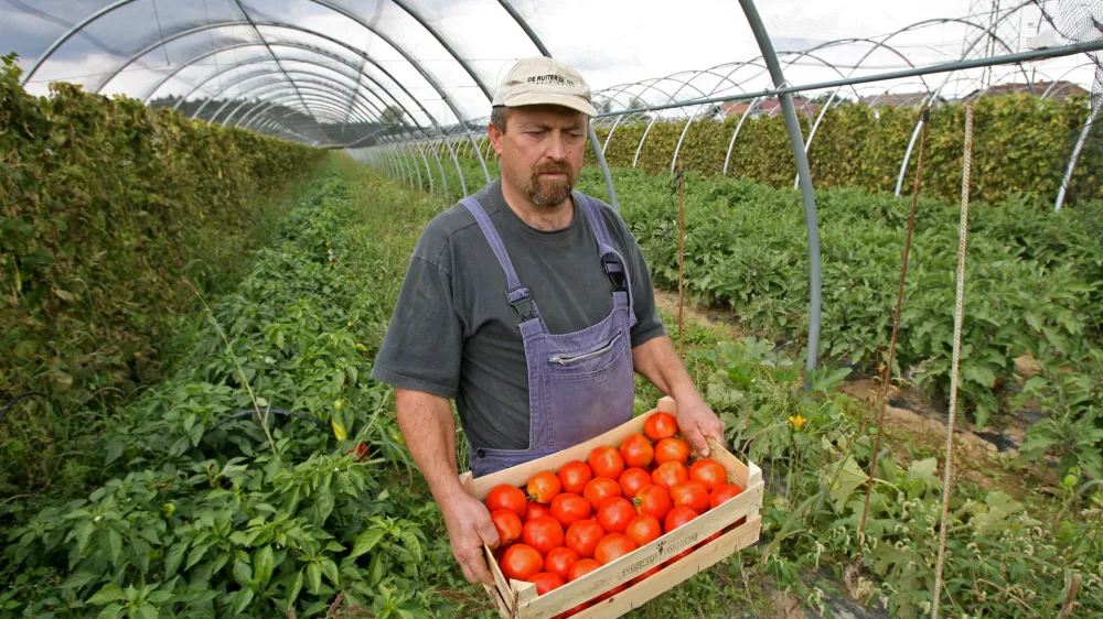 - 10.09.2015 - Ivan Bučar, inženir kmetijstva - kmet &ndash; pridelovalec zelenjave iz vasi Veliko Mlačevo priGrosupljem//FOTO: Tomaž Skale