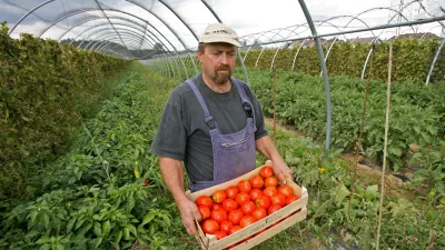 - 10.09.2015 - Ivan Bučar, inženir kmetijstva - kmet &ndash; pridelovalec zelenjave iz vasi Veliko Mlačevo priGrosupljem//FOTO: Tomaž Skale