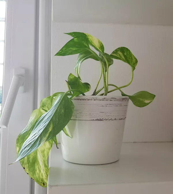 sobne rastline, rastlina, potos