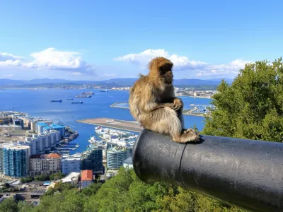 Gibraltar macaques at Gibraltar rock, monkey, monkeys,Image: 998167549, License: Royalty-free, Restrictions:, Model Release: yes