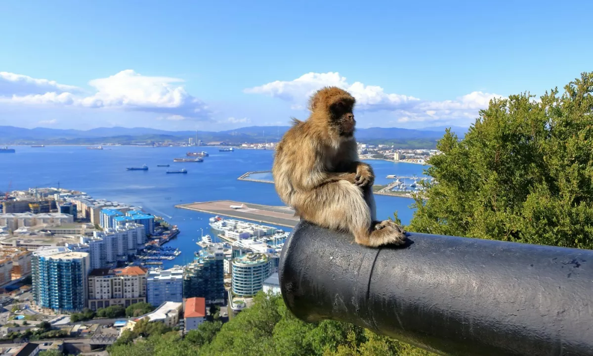 Populacija opic v Gibraltarju je našla domiseln način, kako se spopasti s posledicami nezdrave hrane, ki jim jo dajejo turisti.
