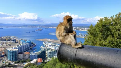 Gibraltar macaques at Gibraltar rock, monkey, monkeys,Image: 998167549, License: Royalty-free, Restrictions:, Model Release: yes