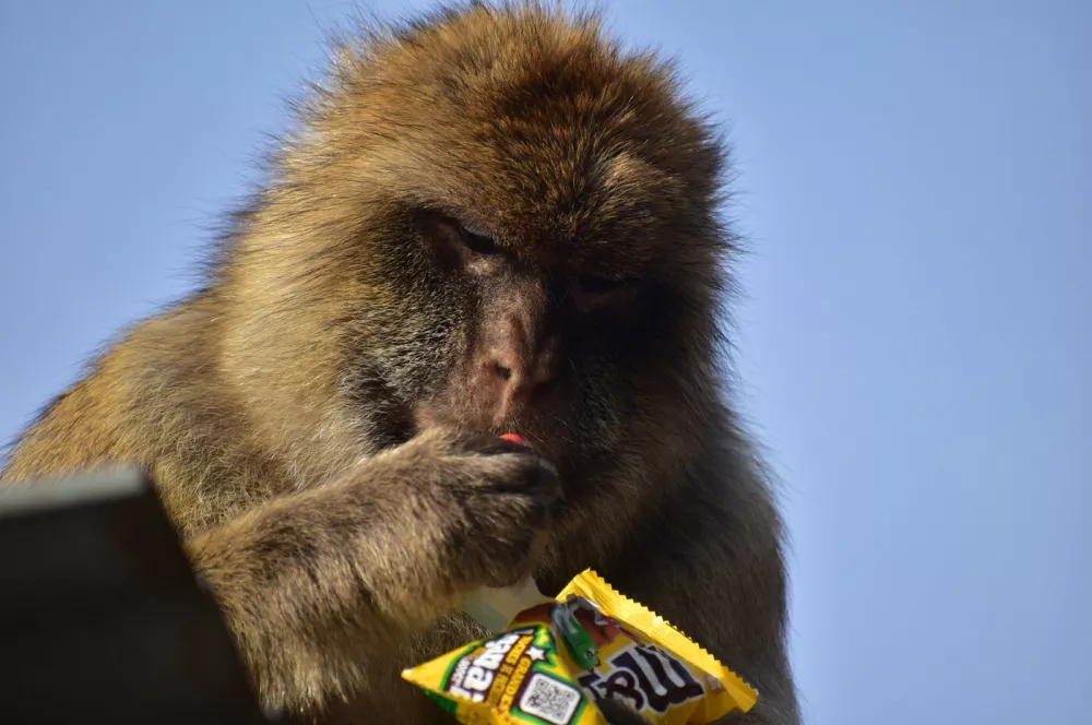 **ONLINE EMBARGO 10.00 BST, 22/04/26**A Gibraltar macaque eating food from tourists. // Gibraltar's monkeys "self-medicate" to help them digest tourists� junk food, reveals new research. Troops of macaques living on the Mediterranean holiday hotspot have learned that swallowing soil can quell upset stomachs caused by munching crisps, chocolate and ice cream. The only free-ranging monkey population in Europe have been scientifically observed for the first time regularly engaging in �geophagy� - intentionally ingesting soil. University of Cambridge researchers monitoring the roughly 230 monkeys on the Rock of Gibraltar tracked instances of geophagy. Photo released 22/04/2026,Image: 1093649251, License: Rights-managed, Restrictions: Editorial use, commercial use may require additional licenses. We don't use AI to make images which could be mistaken for news photos. AI use will be clearly indicated. Supplied on condition you ensure personal data is processed in compliance with UK GDPR, Model Release: no