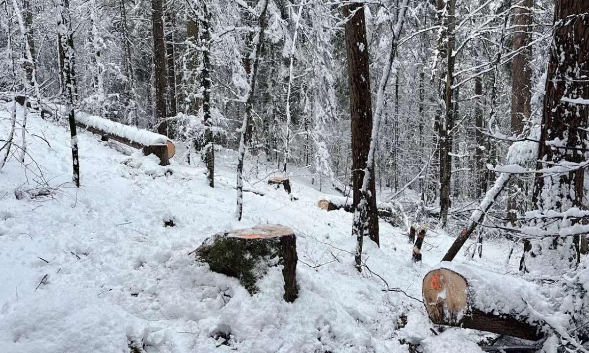 Med preizkušanjem motorne žage so požagali 21 zdravih dreves in s tem povzročili velikansko škodo v gozdu, kjer so oblasti skušale ohraniti populacijo divjega petelina.