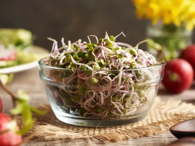 Fresh radish sprouts in a glass bowl, clsoeup