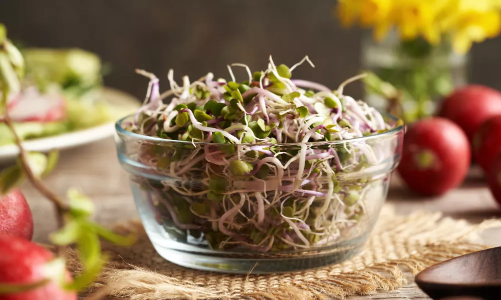 Fresh radish sprouts in a glass bowl, clsoeup