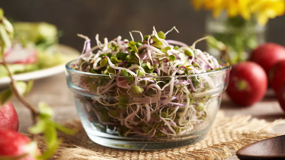 Fresh radish sprouts in a glass bowl, clsoeup