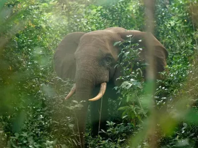 Elephants seen through thick vegetation in forest at Pongara National Park, near Libreville, Gabon, October 16, 2021. REUTERS/Christophe Van Der Perre