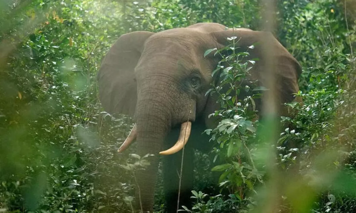 75-letnega milijonarja je med lovom na redko vrsto antilope poteptala skupina slonov.