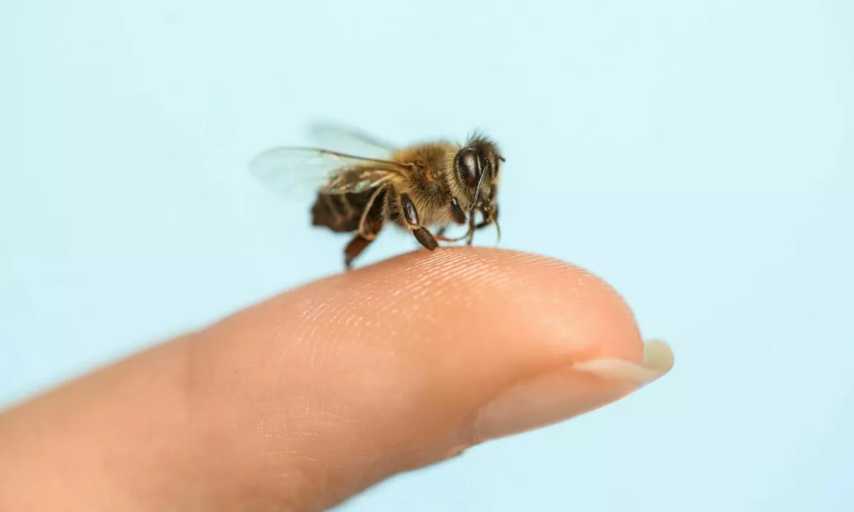 Svet čebel je še precej bolj kompleksen, kot smo že vedeli.