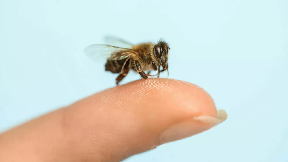 Bee going to sting woman on light blue background, closeup / Foto: Liudmila Chernetska