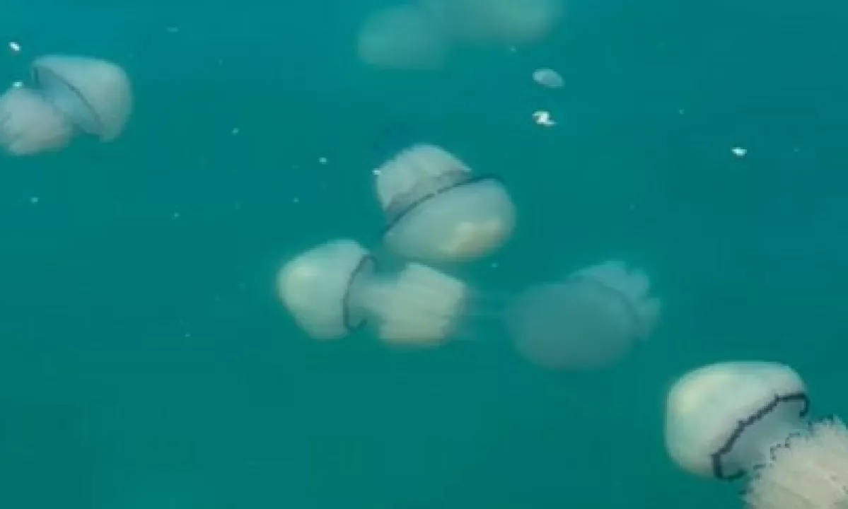 V Trstu so v petek v morju tik pod gladino opazili večje število meduz.