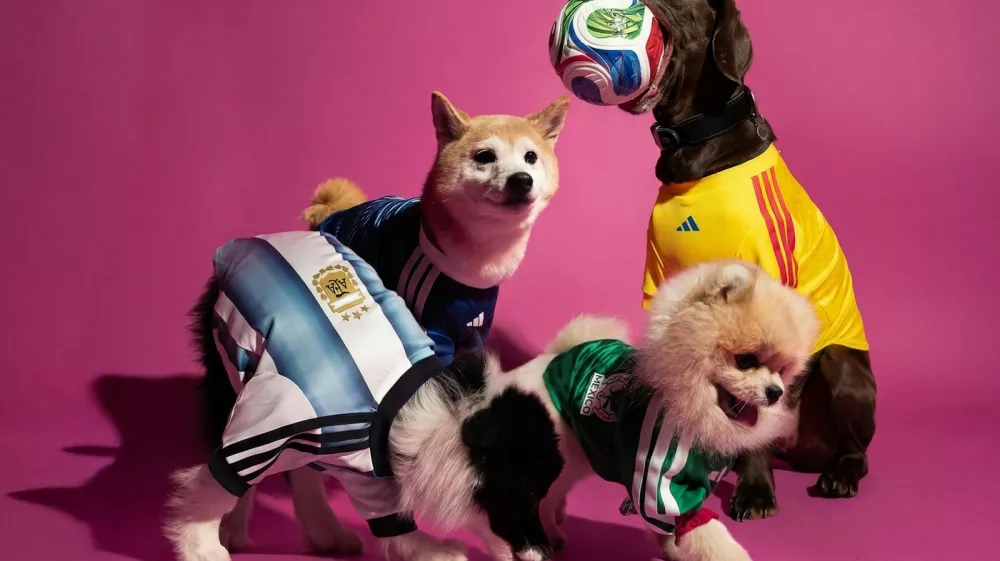 Ferrari Press AgencyWorld Cup 1Ref 1776628/04/2026See Ferrari textPictures must credit: adidasFootball and dog fans can gear up for the forthcoming FIFA World Cup &mdash; with a range of kits for their pet pooches.German sportswear brand adidas is releasing outfits centred around four of the major national teams at the tournament &mdash; holders Argentina, Mexico, Colombia and Japan.They take the firm of the team shirts complete with national association badges.The tailored garments are said to be engineered to deliver a comfortable fit across a variety of pet sizesRather than simply scaling down the patterns, the garments are structurally designed from the ground up to accommodate the anatomy of four-legged supporters.A spokesman explained: "&nbsp;The pet jerseys mirror the design language of the FIFA World Cup 2026 home kits, which combine historic visual identities and traditions with a modern, forward-looking aesthetic."Designed specifically for four-legged supporters, the jerseys feature a heat-transferred federation crest and adidas logo, delivering a clean, premium finish while ensuring a comfortable fit for pets of different sizes."The adidas 2026 FIFA World Cup Pet Collection drops May 1 across North America, Latin America, Japan, China, Vietnam, the Philippines, and Indonesia.The tournament kicks off in the USA on June 11, the co-host country along with Mexico and Canada.OPS: The adidas FIFA World Cup 2026 pet collection features the blue and white stripes of Argentina, yellow of Colombia, blue of Japan and green of Mexico.Picture supplied by Ferrari,Image: 1094995025, License: Rights-managed, Restrictions:, Model Release: no