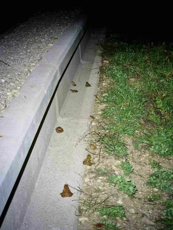Žabe letos prvič skozi podhode