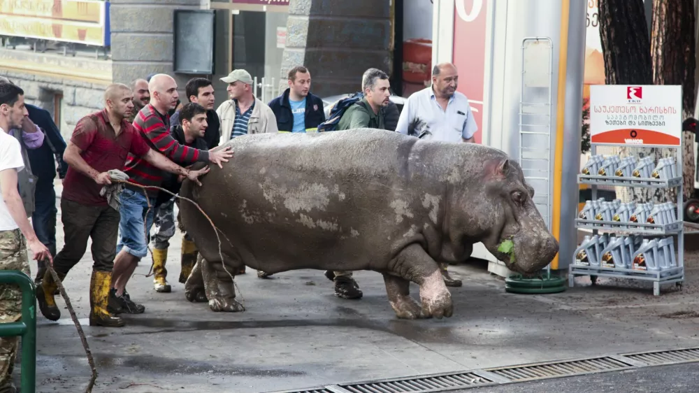 People help a hippopotamus escape from a flooded zoo in Tbilisi, Georgia, Sunday, June 14, 2015. Tigers, lions, a hippopotamus and other animals have escaped from the zoo in Georgia's capital after heavy flooding destroyed their enclosures, prompting authorities to warn residents in Tbilisi to stay inside Sunday. (AP Photo/Tinatin Kiguradze)
