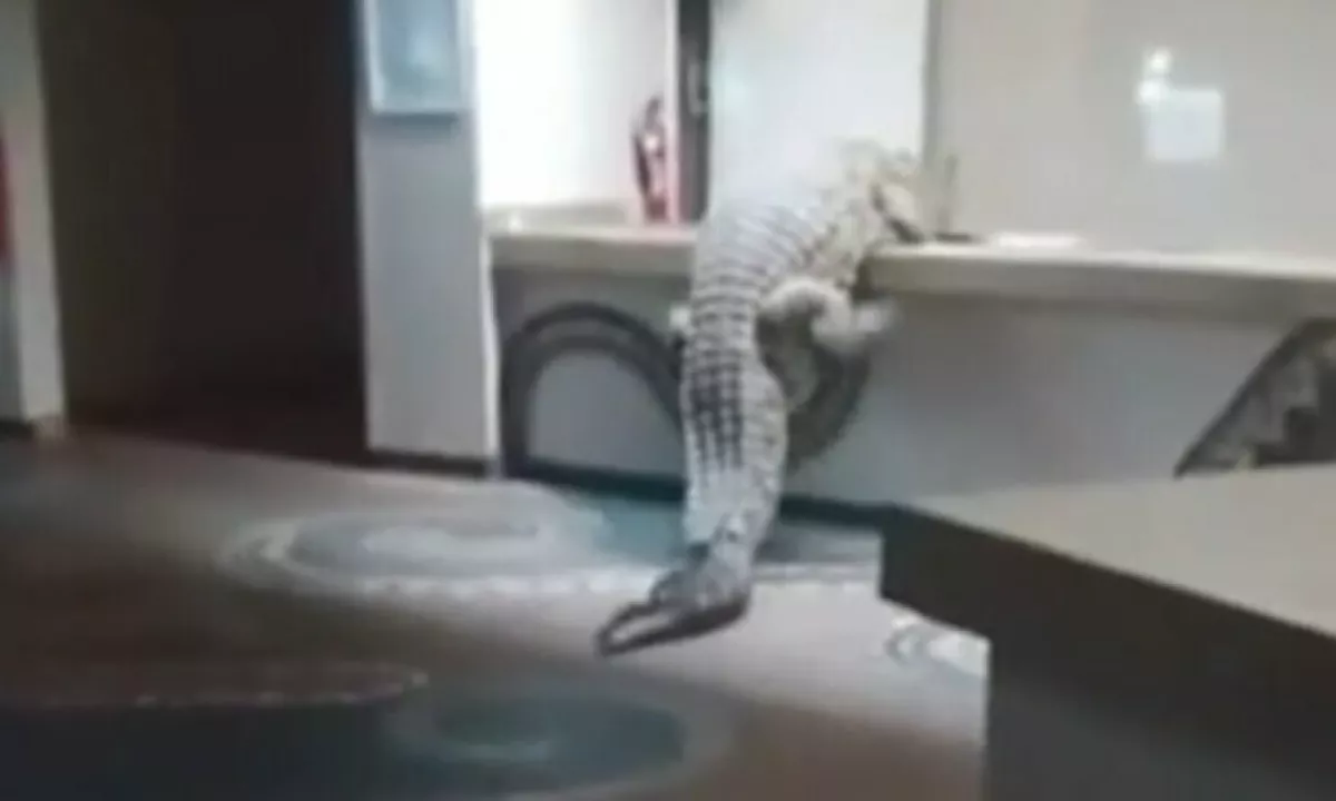 V hotelu poudarjajo, da je bližina divjine del njihove identitete in da so zaposleni usposobljeni za takšne primere.