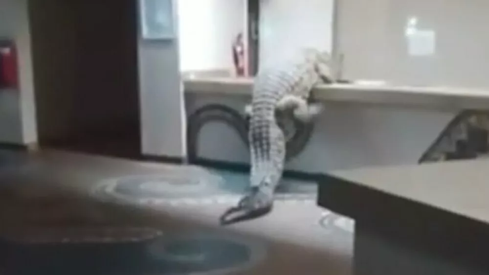 Krokodil, Zambezi. Vir: X