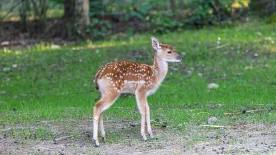 Foto: ZOO Ljubljana