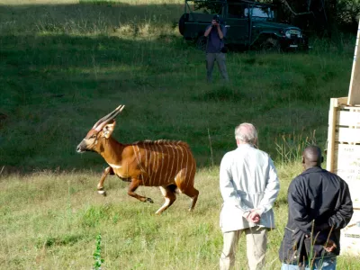 FILE - A rare mountain bongo leaps from a shipping crate after traveling from the United States to the slopes of Mountain Kenya, their natural habitat, on Jan. 30, 2004. (AP Photo/Chris Tomlinson, File)