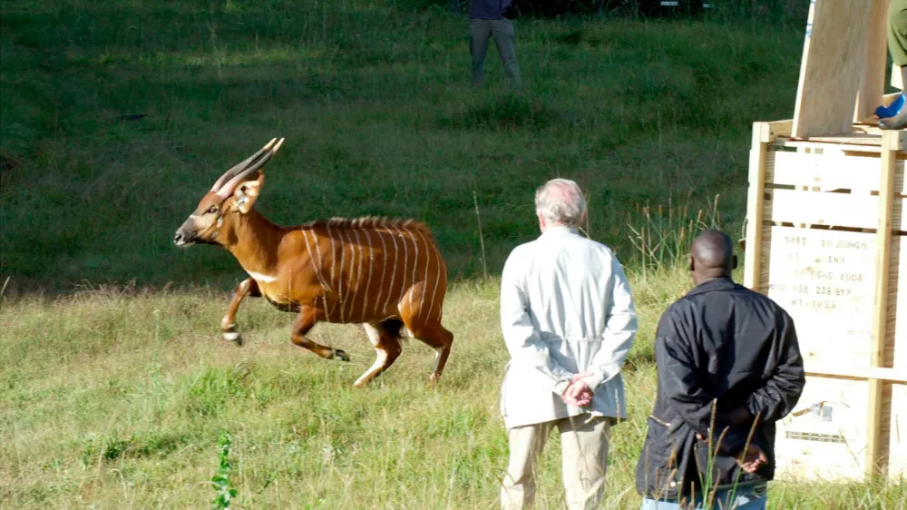 FILE - A rare mountain bongo leaps from a shipping crate after traveling from the United States to the slopes of Mountain Kenya, their natural habitat, on Jan. 30, 2004. (AP Photo/Chris Tomlinson, File)