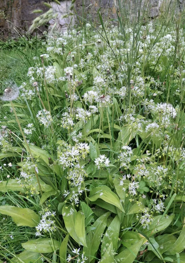Ko čemaž cveti, ga lažje prepoznamo kot tedaj, ko je &scaron;e mlad in ga lahko zame&scaron;amo s čemeriko ali &scaron;marnico. / Foto: Meta Černoga