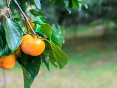 Slika je simbolična. / Foto: Istock