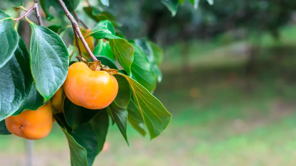 Slika je simbolična. / Foto: Istock