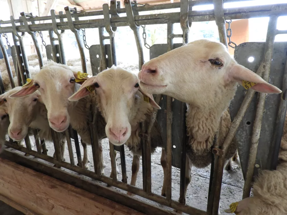 ovce kmetija vov&scaron;e / Foto: Katja Petrovec
