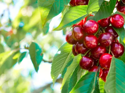 Če&scaron;nja z mamljivimi plodovi. Fotografija je simbolična. / Foto: iStock