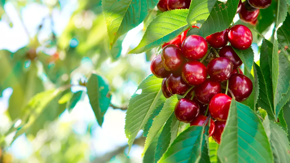 Če&scaron;nja z mamljivimi plodovi. Fotografija je simbolična. / Foto: iStock