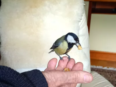 Na&scaron;a sinička, ki domuje na Viču / Foto: Mmr