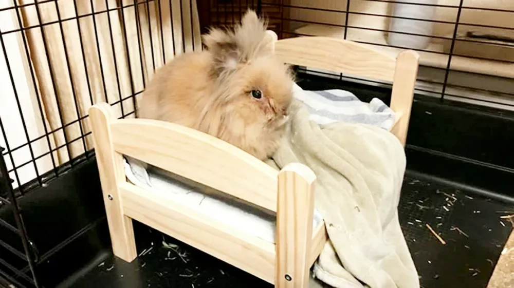 Lionhead rabbit Herbie, 15, who is the worlds oldest rabbit. // A rabbit has lived double his life expectancy to become the world�s oldest. Lionhead rabbit Herbie has been crowned the world�s oldest rabbit living by Guinness World Records. He was officially assessed at the age of 15 years and 82 days back in November � with those in his breed usually living between seven and 10 years. Herbie, who lives with owners Richard and Melissa Dunham in Surrey, was brought home from a pet shop when he was eight weeks old. He joined the family as a mate for Flopsy after her boyfriend Starsky died. Teachers Richard and Melissa have been keeping rabbits for 16 years. Photo released 29/04/2026,Image: 1095295818, License: Rights-managed, Restrictions: Editorial use, commercial use may require additional licenses. We don't use AI to make images which could be mistaken for news photos. AI use will be clearly indicated. Supplied on condition you ensure personal data is processed in compliance with UK GDPR, Model Release: no