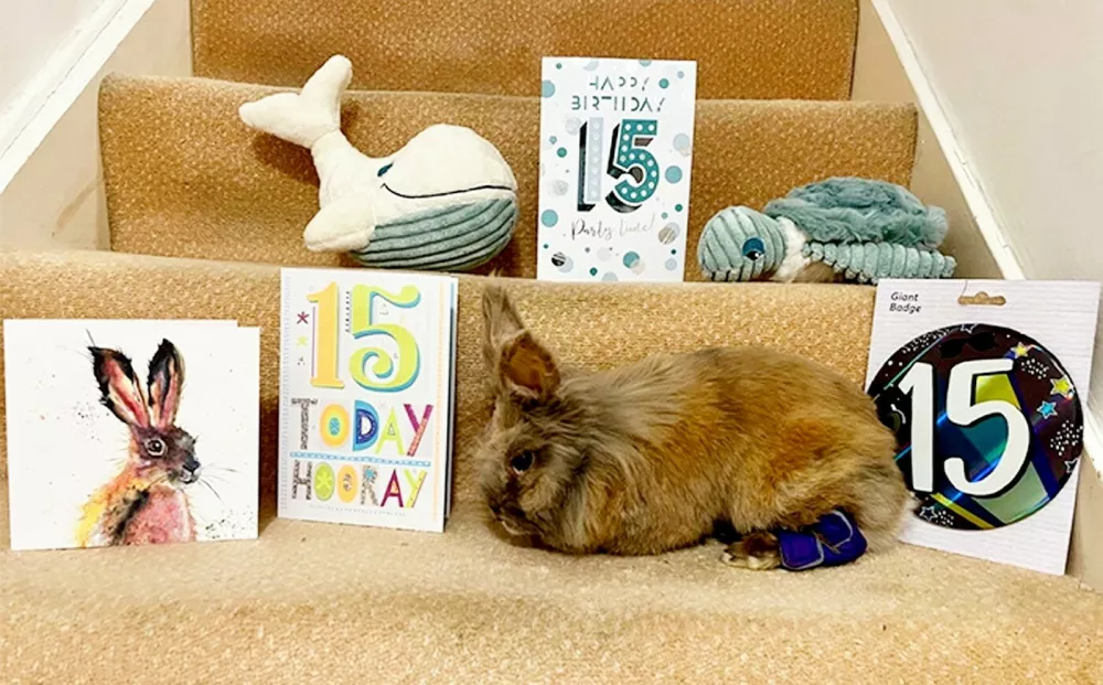 Lionhead rabbit Herbie, 15, who is the worlds oldest rabbit. // A rabbit has lived double his life expectancy to become the world�s oldest. Lionhead rabbit Herbie has been crowned the world�s oldest rabbit living by Guinness World Records. He was officially assessed at the age of 15 years and 82 days back in November � with those in his breed usually living between seven and 10 years. Herbie, who lives with owners Richard and Melissa Dunham in Surrey, was brought home from a pet shop when he was eight weeks old. He joined the family as a mate for Flopsy after her boyfriend Starsky died. Teachers Richard and Melissa have been keeping rabbits for 16 years. Photo released 29/04/2026,Image: 1095295823, License: Rights-managed, Restrictions: Editorial use, commercial use may require additional licenses. We don't use AI to make images which could be mistaken for news photos. AI use will be clearly indicated. Supplied on condition you ensure personal data is processed in compliance with UK GDPR, Model Release: no