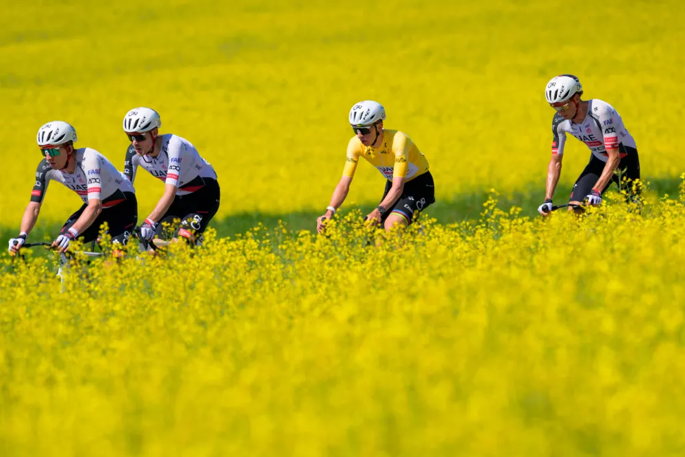 Overall leader with the yellow jersey Tadej Pogacar, second from right, from Slovenia, rides behind a rapeseed field during the second stage, a 173,1 km race between Rue and Vucherens, of the 79th Tour de Romandie UCI World Tour Cycling race, in Vuillens, Switzerland, Thursday, April 30, 2026. (Jean-Christophe Bott/Keystone via AP)