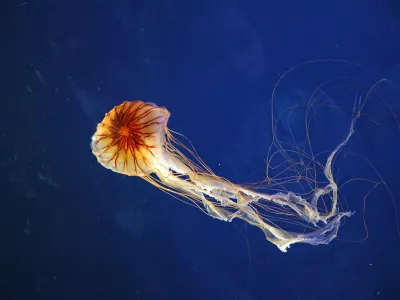 Kompasna meduza Chrysaora hysoscella