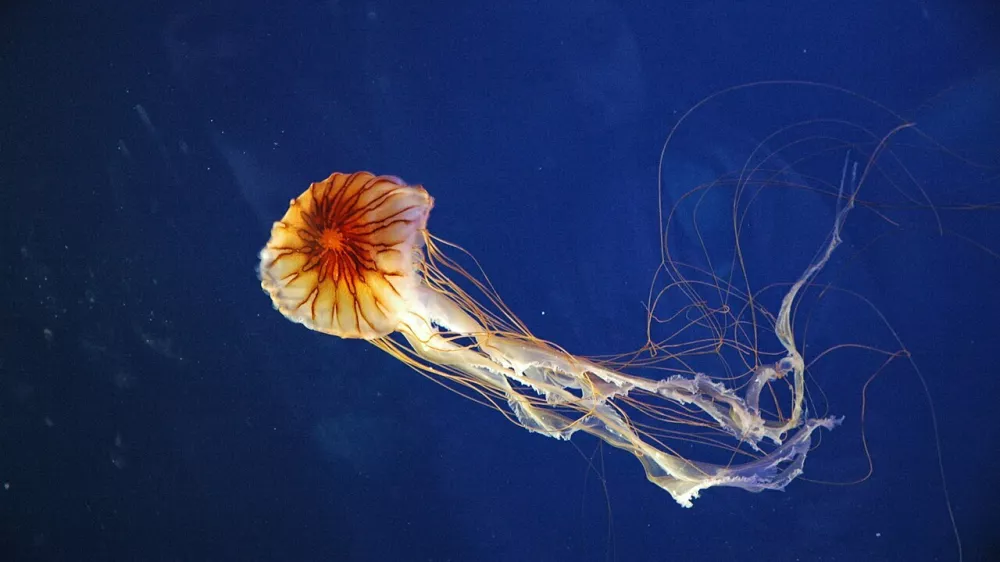 Kompasna meduza Chrysaora hysoscella