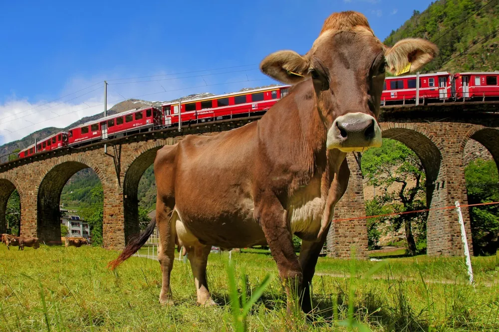 The Bernina Express, Viaduct of Brusio, UNESCO World Heritage Site, Lombardy, Italy, Europe,Image: 412620751, License: Rights-managed, Restrictions: Editorial Use Only, Model Release: no