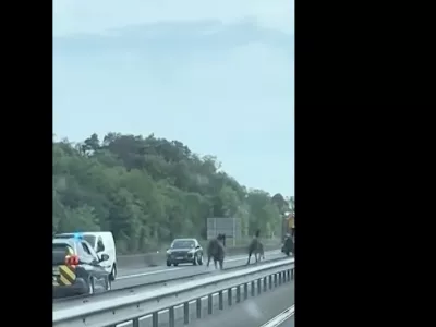 Konji na avtocesti / Foto: Zajem Zaslona/youtube