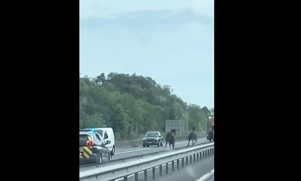 Policistom je na pomoč priskočil iznajdljivi voznik tovornjaka, ki je s svojim vozilom zaprl cesto in varno ustavil prestrašene živali.