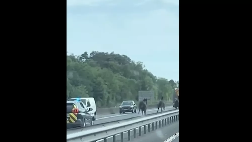 Konji na avtocesti / Foto: Zajem Zaslona/youtube