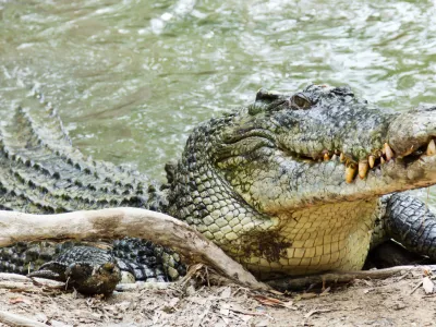 Krokodili lahko živijo v sladki ali slani vodi. Tale ima raje sol.