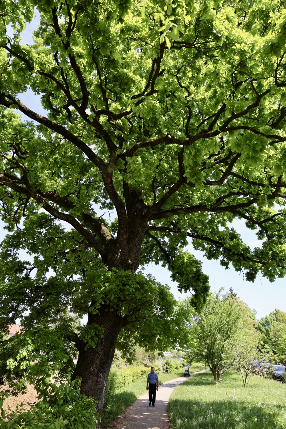 Ljubljansko drevo, ki je povezano z okupiranim mestom
