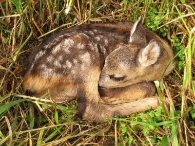 young roe deer fawn lies hidden in tall grass, closeup view