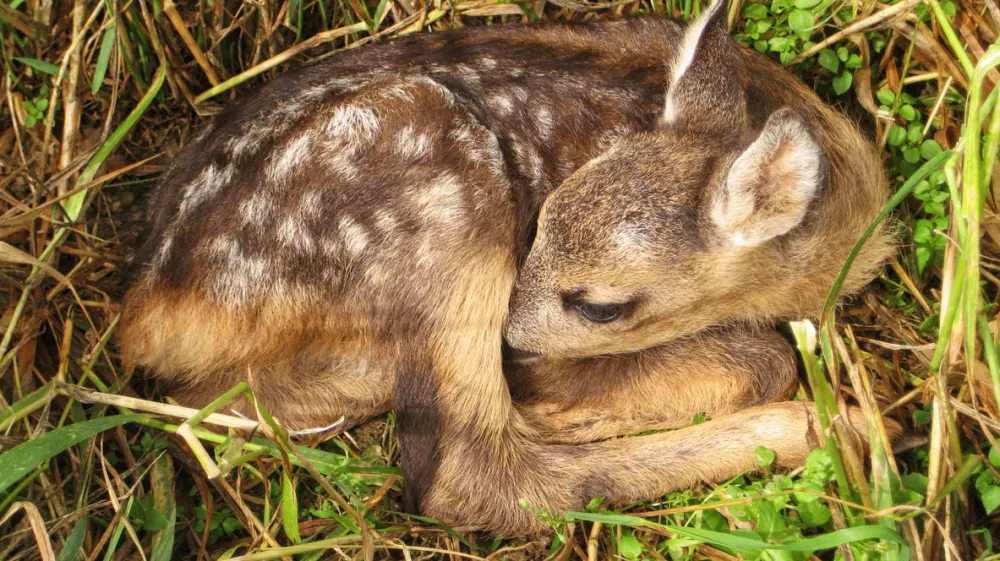 young roe deer fawn lies hidden in tall grass, closeup view