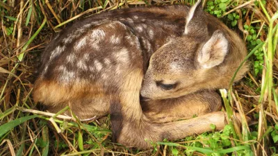 young roe deer fawn lies hidden in tall grass, closeup view