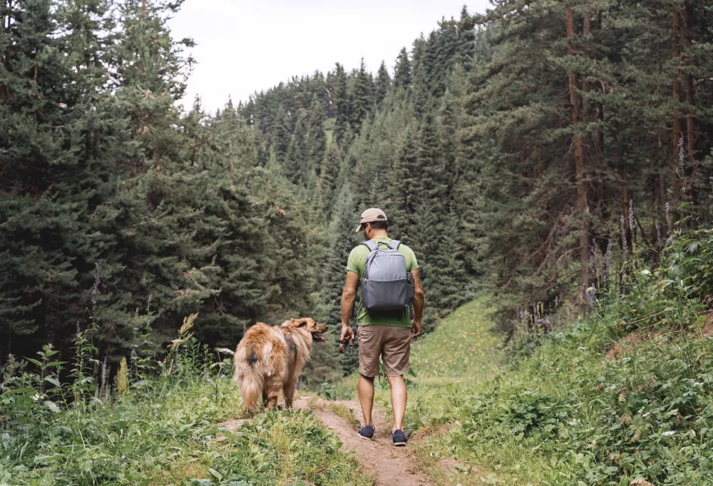 Man with a dog walking through a beautiful pine forest covered with snow. Beautiful winter day