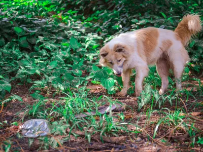 The Bang Kaew dog is looking at a snake in a wilderness.