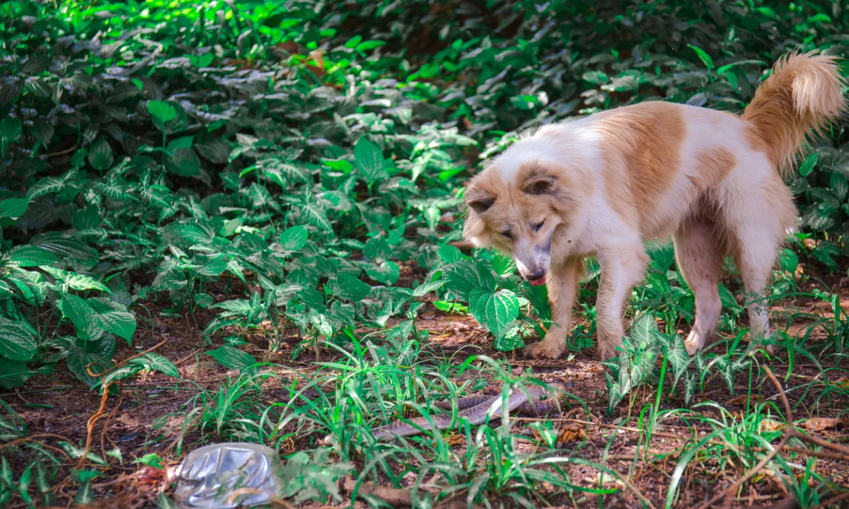 Lastnike psov pozivajo k previdnosti in nadzoru nad živalmi ter poudarjajo, da sta v primeru ugriza ključna hitra in pravilna prva pomoč ter takojšnje iskanje veterinarske ali medicinske pomoči.