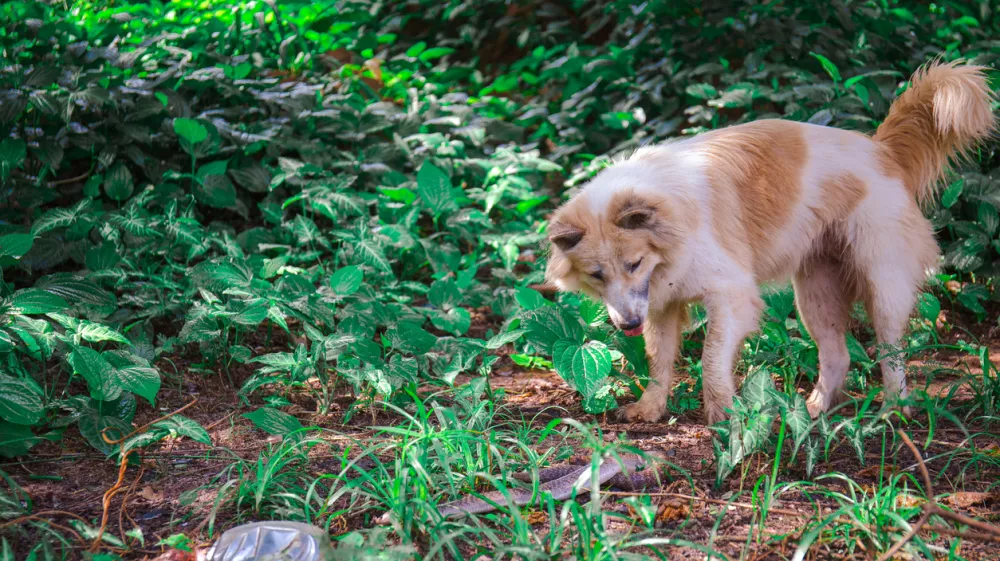 The Bang Kaew dog is looking at a snake in a wilderness.